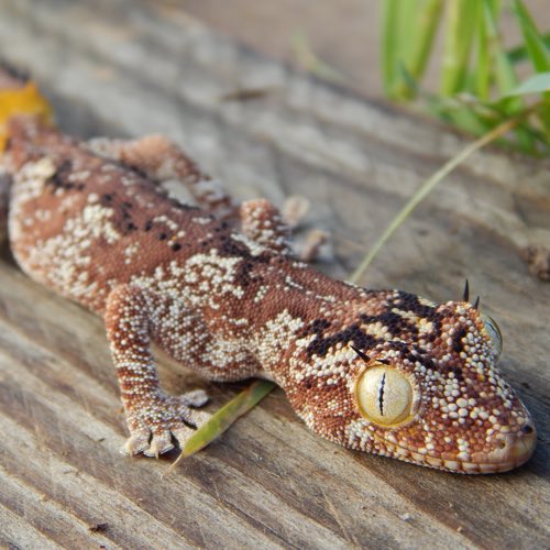 Northern Spiny-tailed geckos