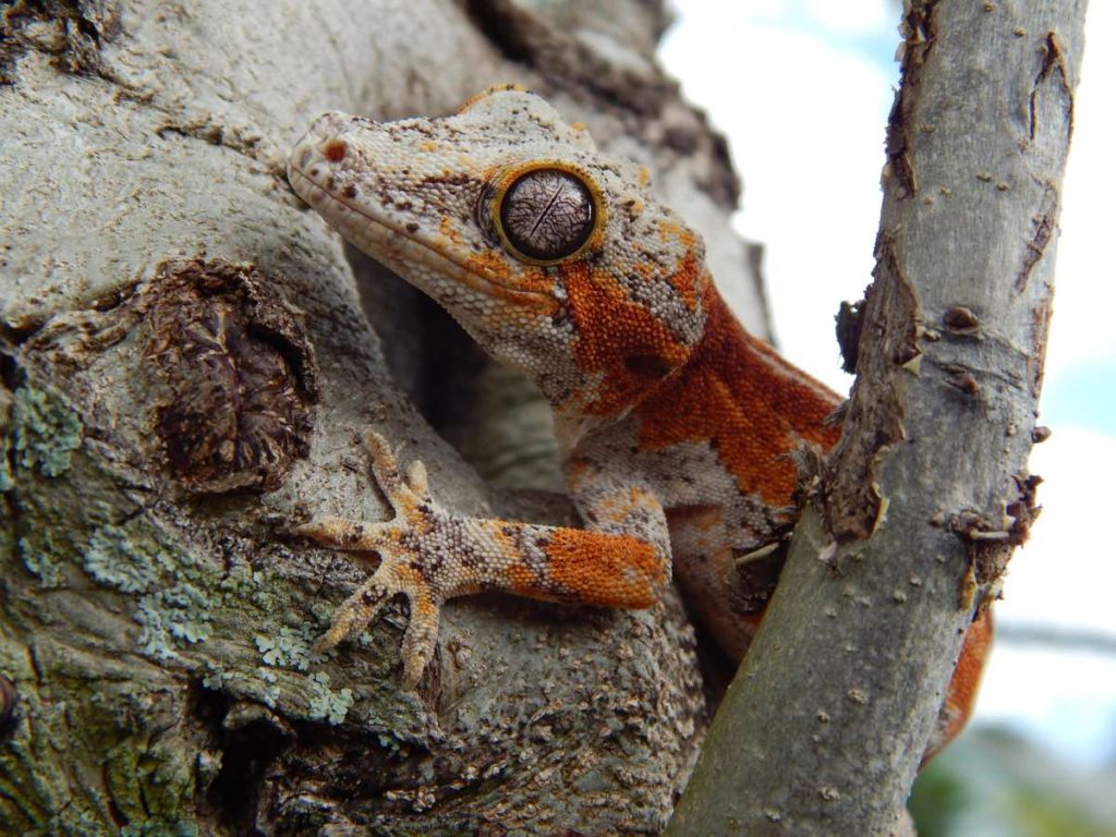 Gargoyle Gecko Information & Care Rhachouse