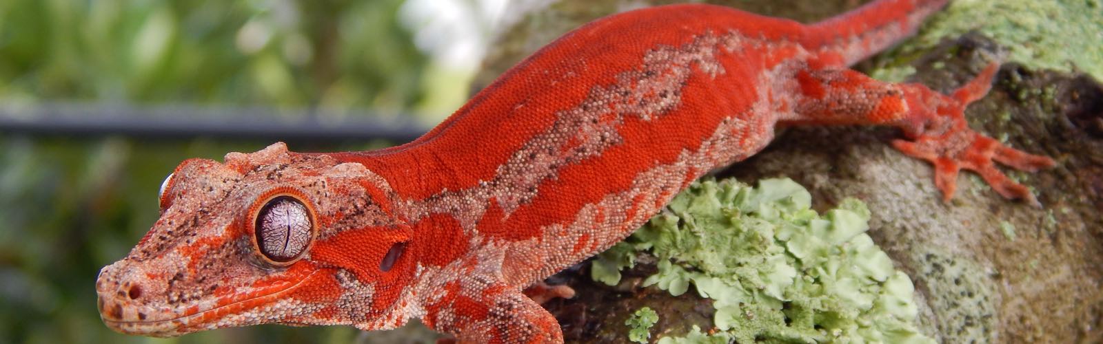 Red gargoyle gecko